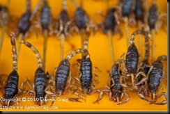 DCRAIG_20100627_204_web