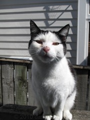Dotty the cat
