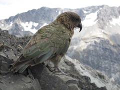 Kea - NZ Alpine Parrot